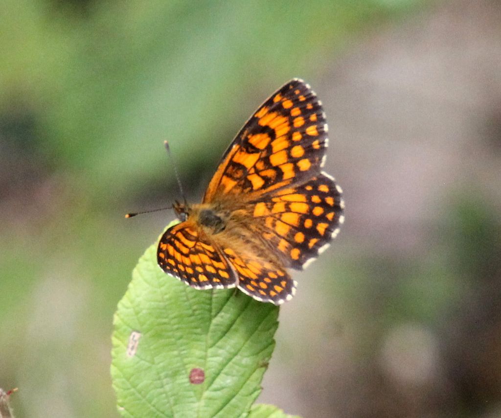 Melitaea celadussa?  S�